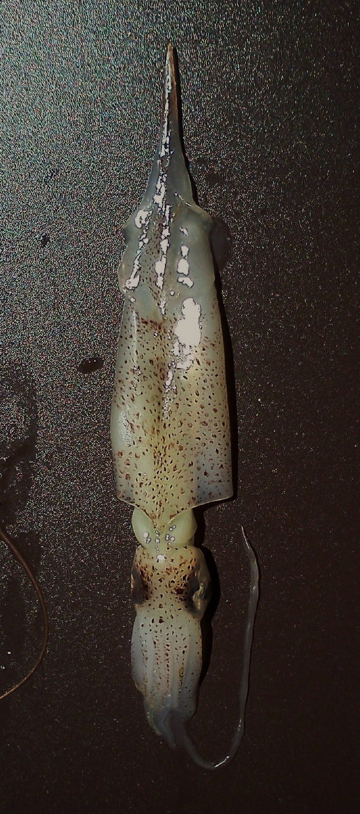 Un cefalopodo infrequente: Alloteuthis subulata